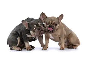 Kiss: DOG. French Bulldogs x2, sitting together, lick
