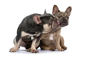 Kiss: DOG. French Bulldogs x2, sitting together, licki