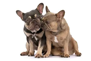 Kiss: DOG. French Bulldogs x2, sitting together, licki