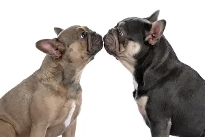 Kiss: DOG. French Bulldogs x2, sitting together, , nose
