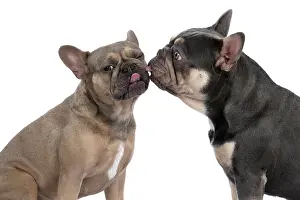 Kiss: DOG. French Bulldogs x2, sitting together, , nose