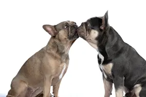 Kiss: DOG. French Bulldogs x2, sitting together, , nose