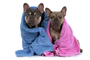 Wrapped: DOG. French Bulldogs x2, sitting together, wrapp