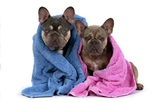 Wrapped: DOG. French Bulldogs x2, sitting together, wrapp