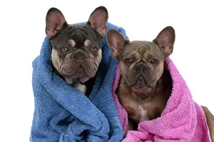 Wrapped: DOG. French Bulldogs x2, sitting together, wrapp