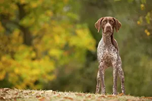 Braque: Dog - French Pointer / Braque Francais