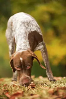 Braque: Dog - French Pointer / Braque Francais