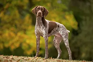 Pointers: Dog - French Pointer / Braque Francais