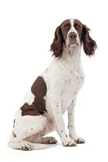 Epagneul: Dog - French Spaniel