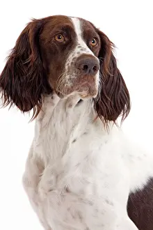 Epagneul: Dog - French Spaniel