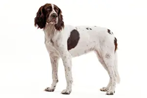 Epagneul: Dog - French Spaniel