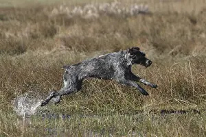Humidity: Dog galloping in a marsh in the Baie de Somme