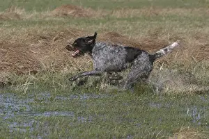 Humidity: Dog galloping in a marsh in the Baie de Somme