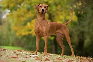 Pinschers: Dog - German Pinscher