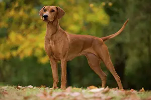 Pinschers: Dog - German Pinscher