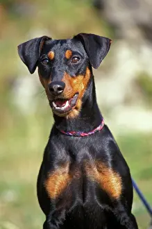 Pinschers: Dog - German Pinscher, Also know as Standard Pinscher