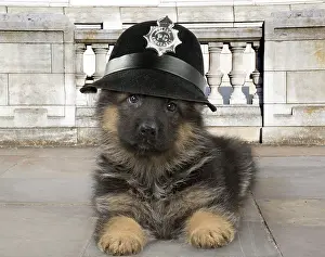 Helmets: Dog - German Shepherd - 3 months old