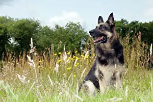 Deutscher: DOG - German shepherd