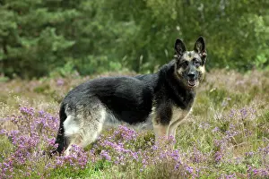 Deutscher: DOG - German shepherd