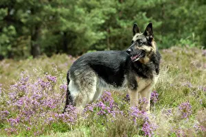 Deutscher: DOG - German shepherd