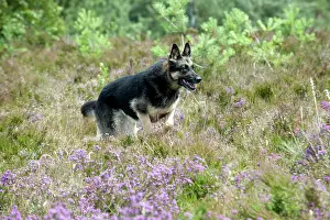Deutscher: DOG - German shepherd