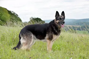 Deutscher: DOG - German shepherd