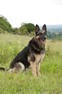 Deutscher: DOG - German shepherd
