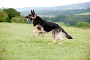 Deutscher: DOG - German shepherd