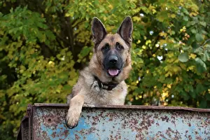 Alsatians: Dog German Shepherd