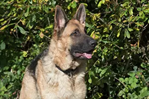 Alsatians: Dog German Shepherd