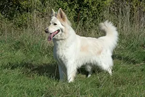 Alsatians: Dog German Shepherd