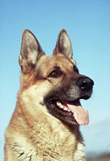Shepherd: DOG - GERMAN SHEPHERD / ALSATIAN