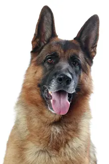Smiling: Dog German Shepherd / Alsatian