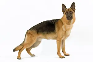 Deutscher: Dog - German Shepherd / Alsatian. Also known as