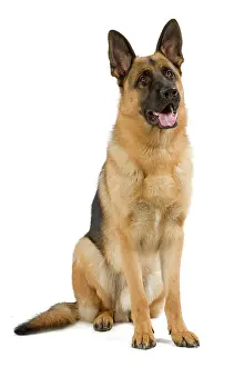 Deutscher: Dog - German Shepherd / Alsatian. Also known as