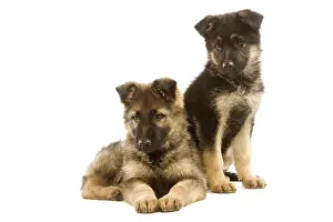 Alastian: Dog - German Shepherd / Alsatian puppies in studio