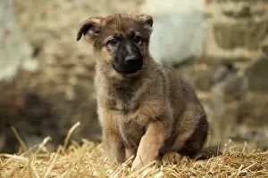 Worried: Dog - German Shepherd / Alsatian - Puppy