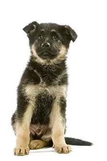 Alastian: Dog - German Shepherd / Alsatian puppy in studio