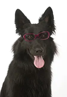 Alsatians: Dog German Shepherd (black)