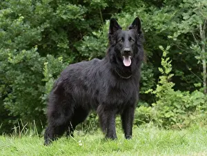 Alsatians: Dog German Shepherd (black)