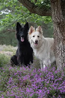 Alsatians: Dog German Shepherd (black & white)