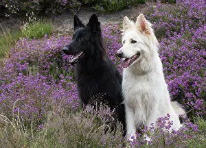 Alsatians: Dog German Shepherd (black & white)