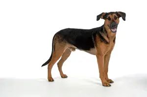 Doberman: DOG. German Shepherd cross Doberman