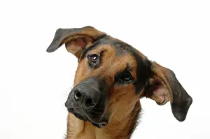 Doberman: DOG. German Shepherd cross Doberman