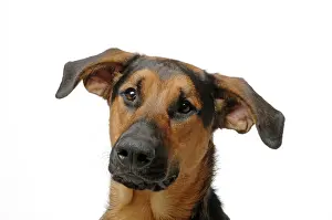 Doberman: DOG. German Shepherd cross Doberman