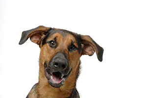 Doberman: DOG. German Shepherd cross Doberman