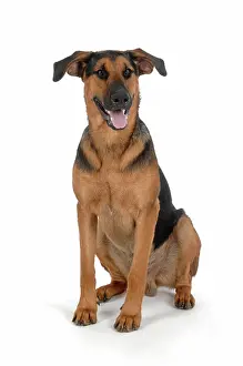 Doberman: DOG. German Shepherd cross Doberman sitting down