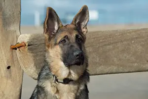 Alsatians: Dog German Shepherd Dog on the beach over break water