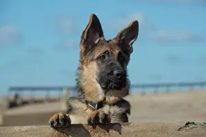 Alsatians: Dog German Shepherd Dog on the beach over break water