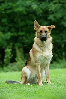 Deutscher: DOG - German shepherd dog - with one ear pointed